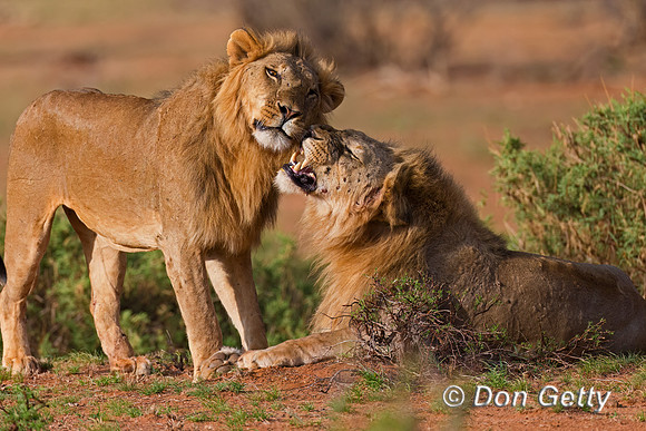 Lion