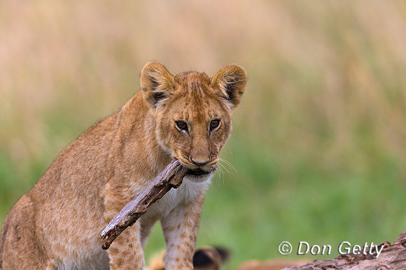 Lion