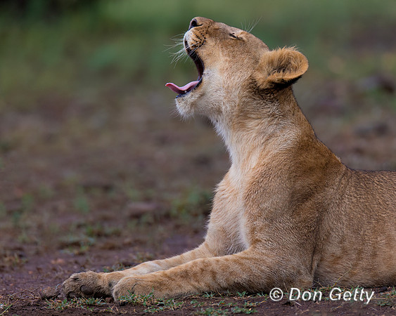 Lion