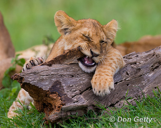 Lion
