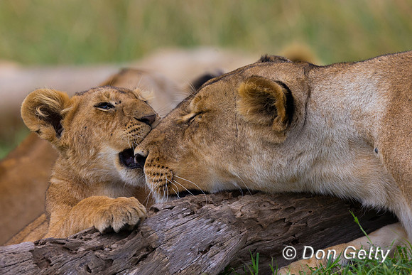 Lion