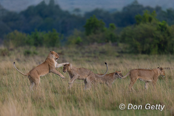 Lion
