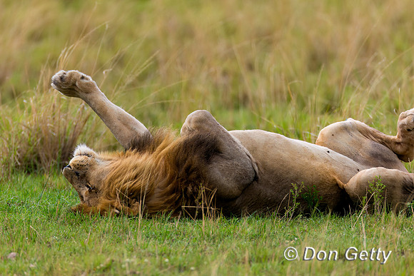 Lion