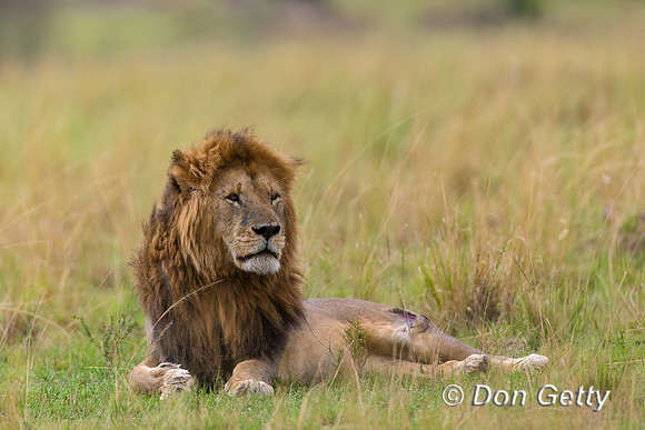 Lion