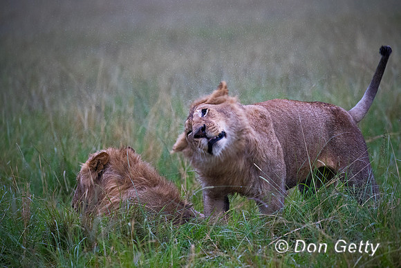Lion