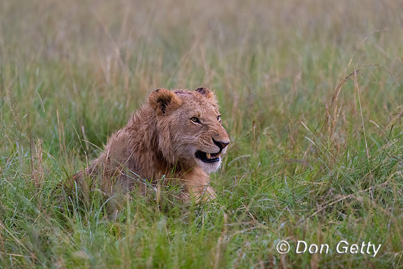 Lion