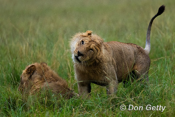 Lion