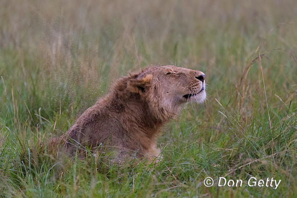 Lion
