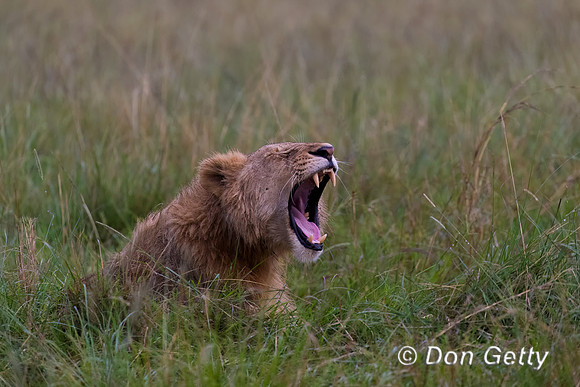 Lion