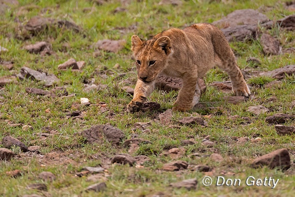 Lion