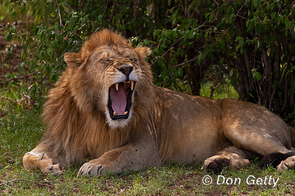 Lion