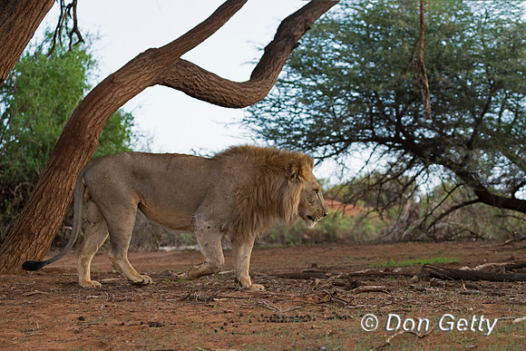 Lion