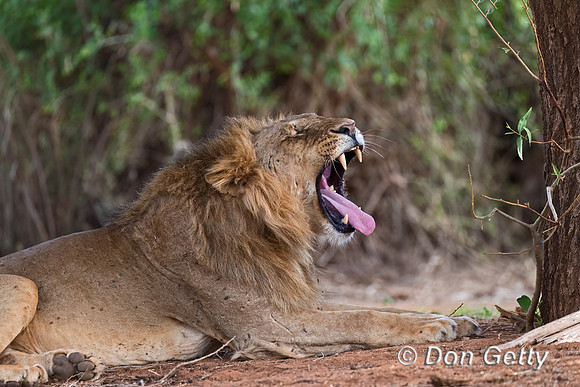 Lion