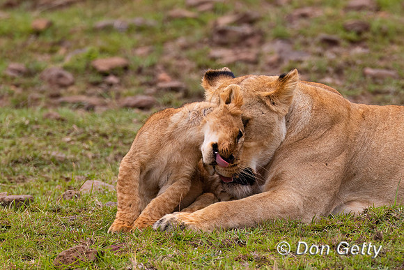 Lion