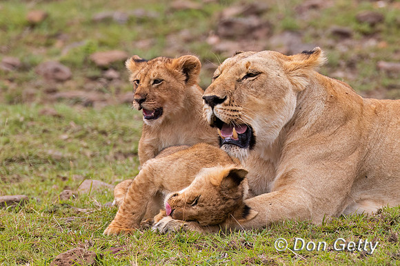Lion