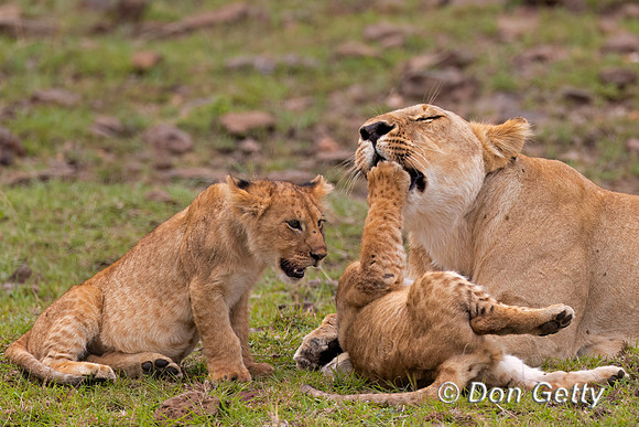 Lion