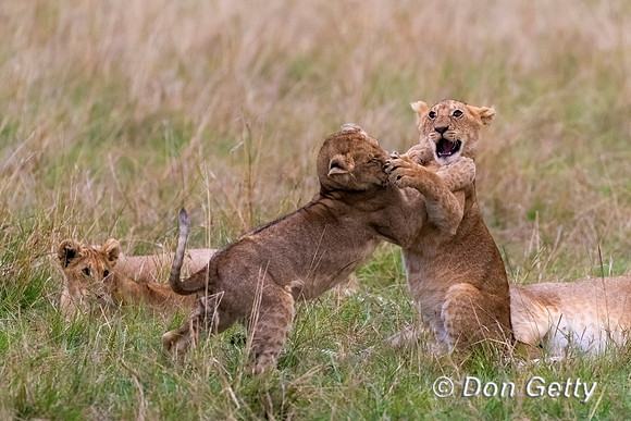 Lion