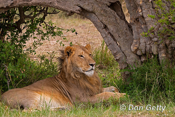 Lion