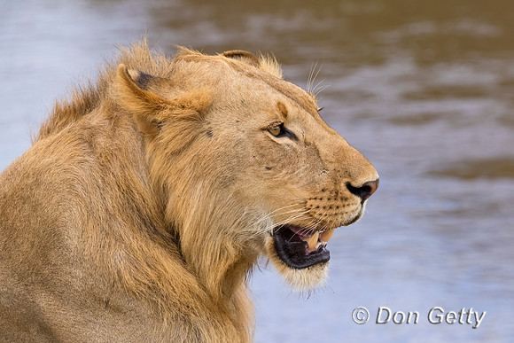 Lion