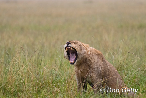 Lion