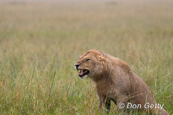 Lion
