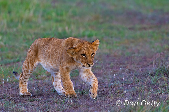 Lion