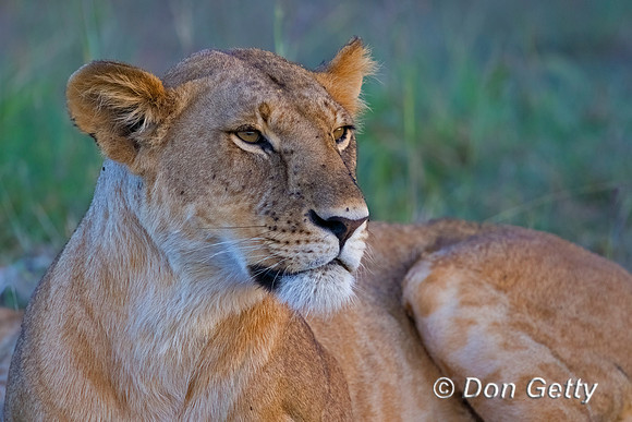 Lion