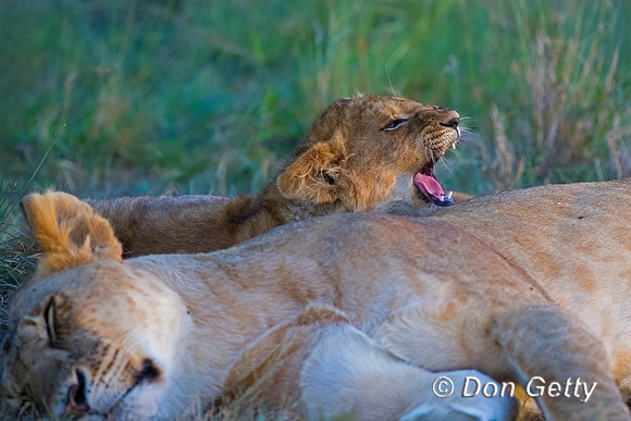 Lion