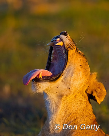 Lion