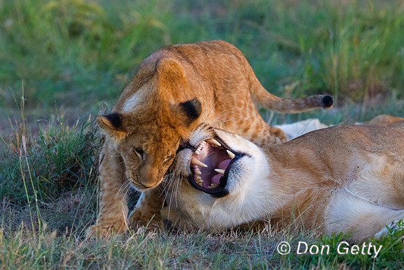 Lion