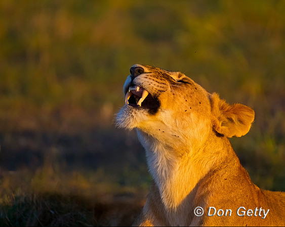 Lion