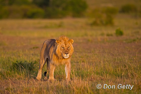 Lion