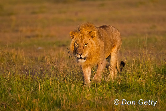 Lion