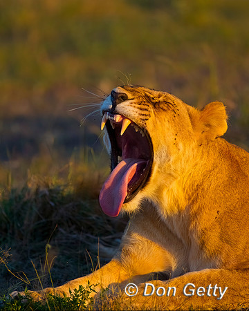 Lion