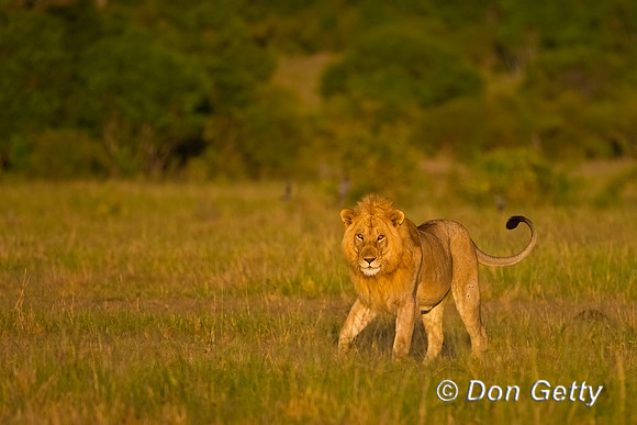 Lion