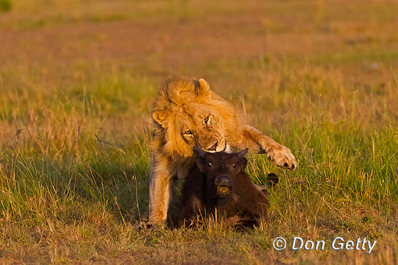 Lion