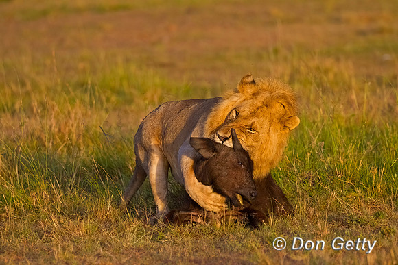 Lion