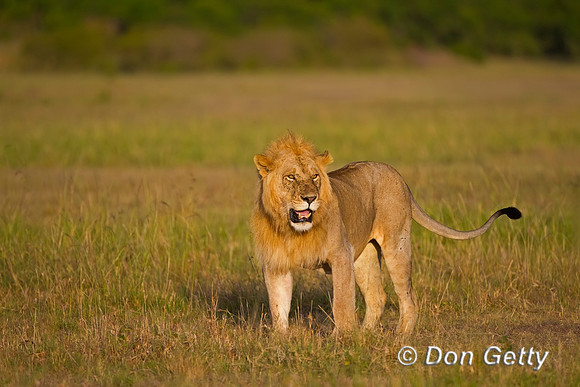 Lion