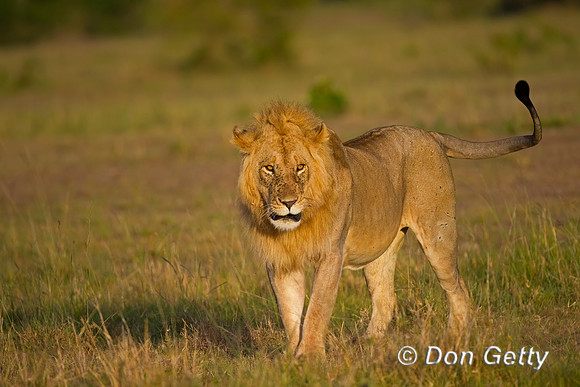 Lion