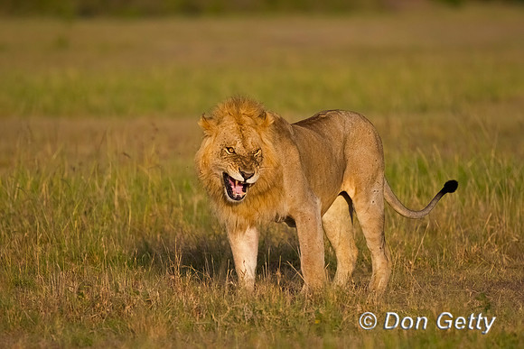 Lion