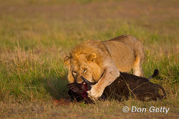 Lion