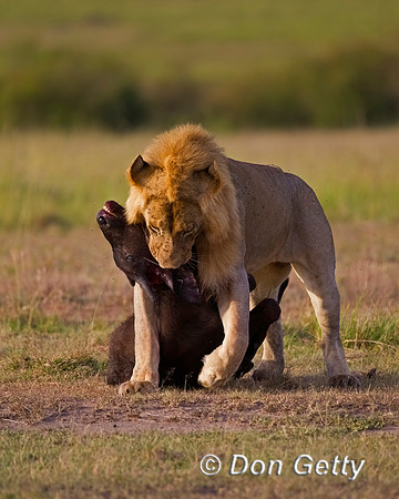 Lion