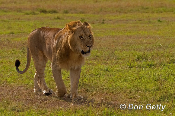 Lion