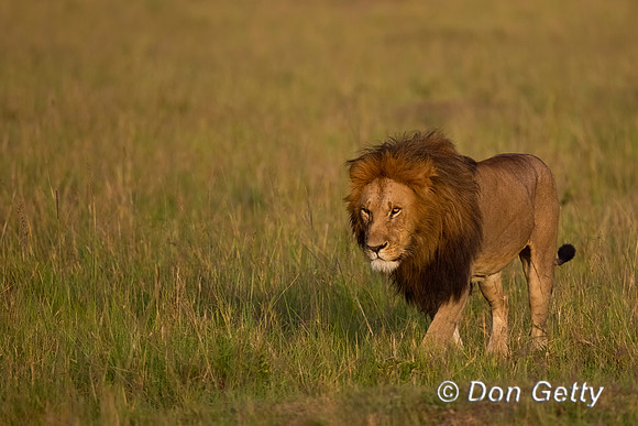 Lion