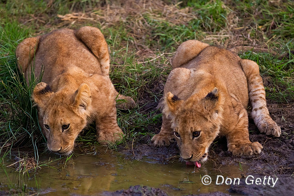 Lion