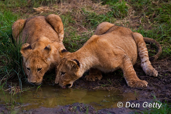 Lion