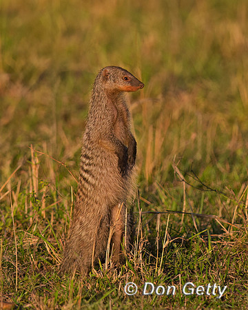 Banded Mongoose