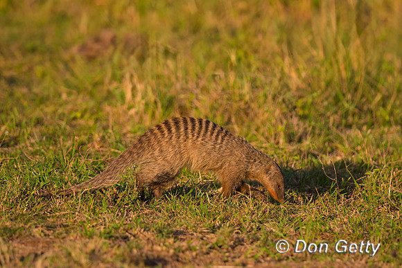 Banded Mongoose