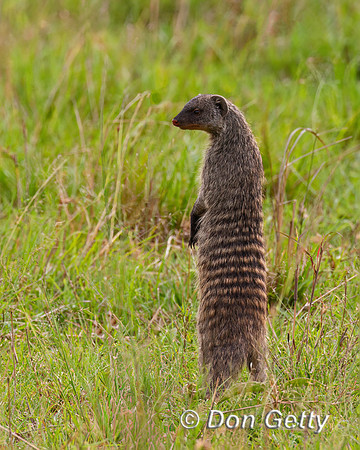 Banded Mongoose