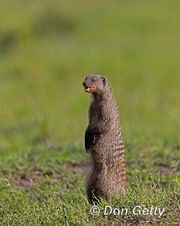 Banded Mongoose